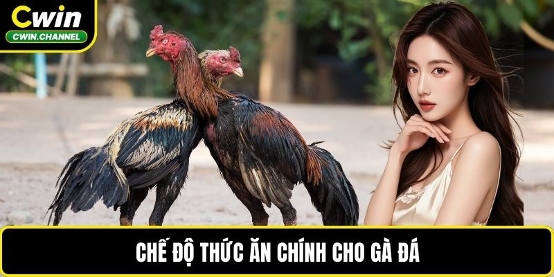 Chế độ thức ăn chính cho gà đá
