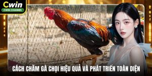 Cách chăm gà chọi